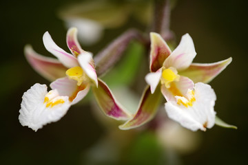Obraz na płótnie Canvas Epipactis palustris, Marsh Helleborine, flowering European terrestrial wild orchid in nature habitat. Wild orchid in grass. Close-up detail of orchid boom.