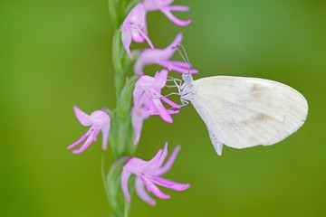 Neottianthe Cucullata, Hoodshaped Orchid, pink flower in nature with butterfly. Flowering European terrestrial wild orchid in nature habitat with clear background. Bloom in the dark wood, Poland