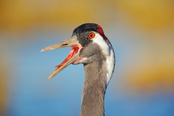 Common Crane, Grus grus, big bird in the nature habitat, Lake Hornborga, Sweden. Wildlife scene from Europe. Grey crane with long neck.