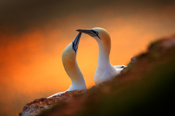 Portrait of pair of Northern Gannet, Sula bassana, evening orange light in the background. Two...