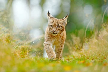 Deurstickers Jonge Lynx in groen bos. Wildlife scène uit de natuur. Lopende Euraziatische lynx, dierlijk gedrag in leefgebied. Welp van wilde kat uit Duitsland. Wilde Bobcat tussen de bomen. © ondrejprosicky