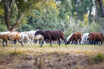 Fototapeta na wymiar Flock of sheep grazing on a beautiful mountain meadow