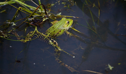 Frosch