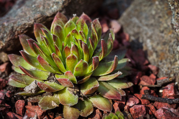 Succulent growing among rocks
