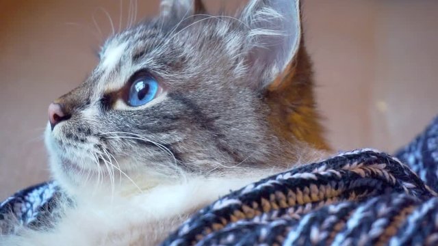 funny adult beautiful blue-eyed fluffy cat wrapped in a woolen sweater.closeup.