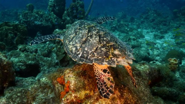 Hawksbill Sea Turtle swim in coral reef in the Caribbean Sea at scuba dive around Curacao /Netherlands Antilles