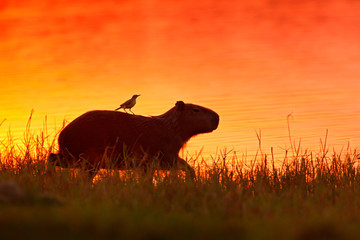 Capybara in the lake water with bird. The biggest mouse around the world, Capybara, Hydrochoerus...