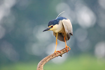 Night heron, Nycticorax nycticorax, grey water bird sitting in the water, Hungary. Wildlife scene from nature. Bird in the water.