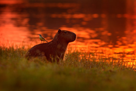 Capybara in the lake water with bird on the back. The biggest mouse around the world, Capybara, with evening light during orange sunset, Pantanal, Brazil. Funny image from wildlife nature.