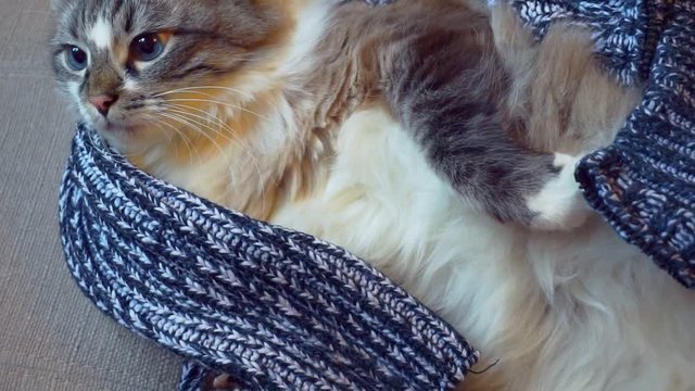 funny adult beautiful blue-eyed fluffy cat wrapped in a woolen sweater.closeup.