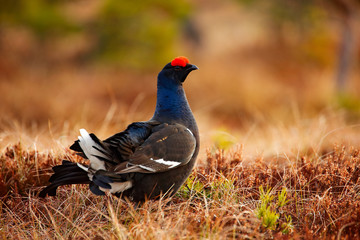 Black grouse on the bog meadow. Lekking nice bird Grouse, Tetrao tetrix, in marshland, Sweden. Spring mating season in the nature. Wildlife scene from north Europe.