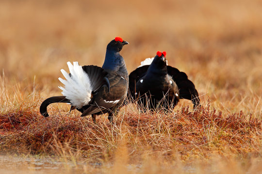 Black grouse on the bog meadow. Lekking nice bird Grouse, Tetrao tetrix, in marshland, Sweden. Spring mating season in the nature. Wildlife scene from north Europe.