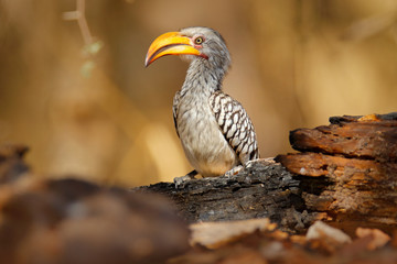 Southern Yellow-billed Hornbill, Tockus leucomelas, bird with big bill in the nature habitat with...