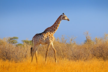 Giraffe in bush forest, evening light, sunset. Idyllic giraffe silhouette with evening blue sky, Botswana, Africa. Wildlife scene from nature.