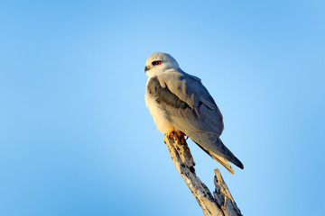 Black-winged kite, Elanus caeruleus, birds of prey sitting on the branch with blue sky. Wildlife scene from African nature. Red eye kite in habitat, Chobe, Botswana.