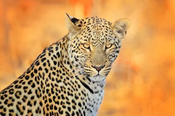 Foto auf Alu-Dibond Leopard, Panthera pardus shortidgei, verstecktes Porträt im schönen gelben Gras. Große Wildkatze im Naturlebensraum, Hwange NP, Simbabwe. Wildlife-Szene aus Frica Natur. Gefleckte Katze auf der Wiese. © ondrejprosicky