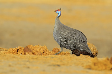 Helmeted guineafowl, Numida meleagris, bird on gravel road. Wildlife scene from African nature, Chobe NP, Botswana
