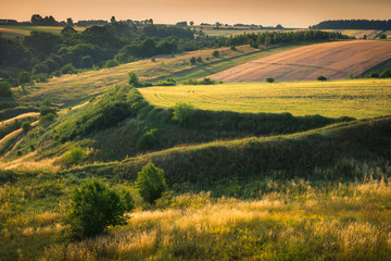 Fototapeta premium Colorful meadow at sunny day on Ponidzie, Swietokrzyskie, Poland