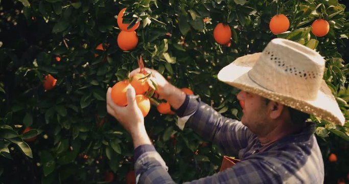 Farmer picking oranges from orange trees in spring