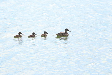 Duck and ducklings on lake