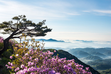 A mountain scene full of clouds and flowers