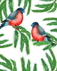 Watercolor. Christmas wreath with fir branches with two bullfinches.