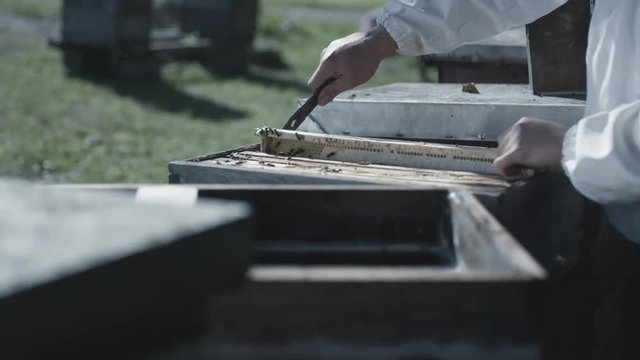 Beekeeper harvesting honey.