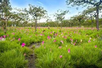 Travel Unseen Thailand Siam tulip or Krachaiw flower fields in Pha hin ngam National Park at Chaiyaphum province   © sunti