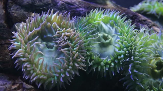 Giant Green Anemone, Anthopleura xanthogrammica close up.