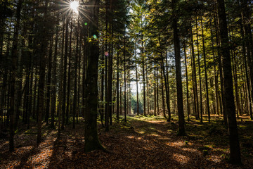 Fototapeta na wymiar Lichtstimmung im Wald
