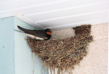 nid d hirondelles © helenedevun