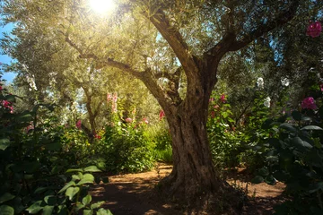 Store enrouleur Olivier Oliviers dans le jardin de Gethsémané, Jérusalem