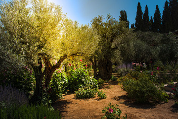 Oliviers dans le jardin de Gethsémané, Jérusalem