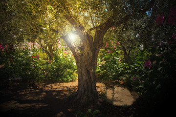 Olijfbomen in de tuin van Gethsemane, Jeruzalem