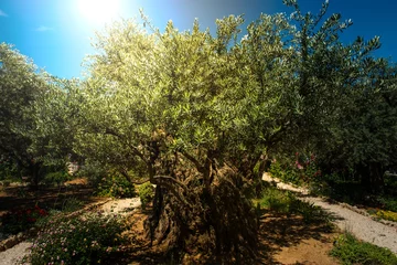 Photo sur Plexiglas Olivier Oliviers dans le jardin de Gethsémané, Jérusalem