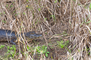 Beautiful Jacare (Caiman yacare) in the Brazilian wetland.