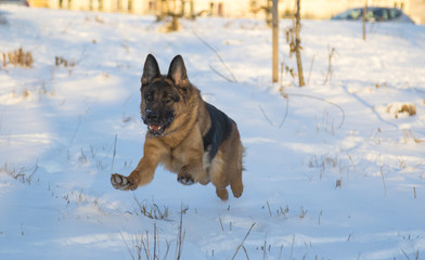 German shepherd in the winter park