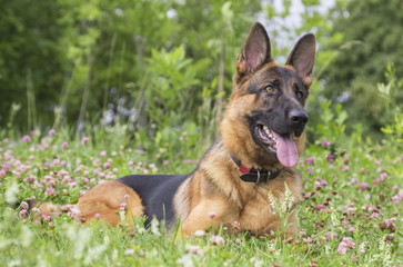 German shepherd play in the summer park