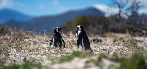Two penguins in the wind which carries sand from the beach