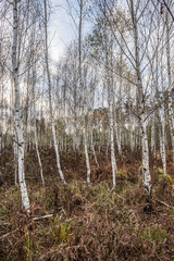 Junger Birkenwald im Herbst