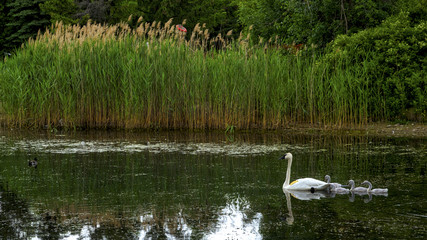 Naklejka na ściany i meble swans in the lake