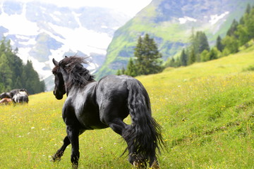 King of the mountains, black stallion running free © Grubärin