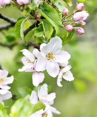 Blossoming apple tree, Apple tree branch with flowers. Springtime fruit tree, close-up shot with copy space.