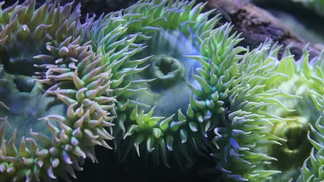 Giant Green Anemone, Anthopleura xanthogrammica close up.