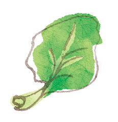 漬物にしたらおいしい野菜シリーズ_高菜