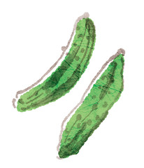 物にしたらおいしい野菜シリーズ_胡瓜