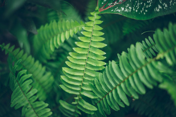 fern in the forest