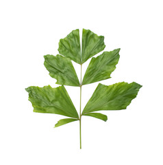 Palm leaves isolated on white background,Caryota urens