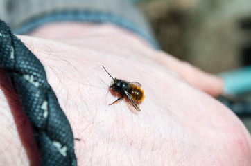 Close-Up of Insect on Hand