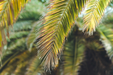 palm brunch